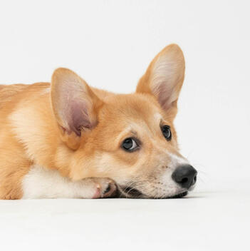 TheDodo.best Independent Animal Welfare Review | March 2026